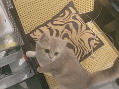 -琪喵猫屋·撸猫猫咖·猫舍