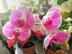 -龙大花卉苗木市场