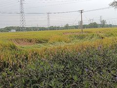 -嘉北郊野公园