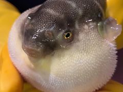 -肆月河豚·淮扬菜·湘菜(华天店)