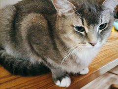 -MOCHA明星猫咖(田子坊店)