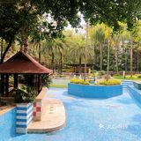 落地的杏花 妙龄的梨花