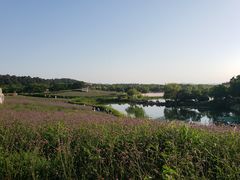 -大塘金香草谷