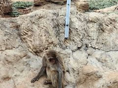 -石家庄市动物园