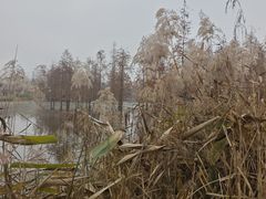 -白鹭湾湿地公园