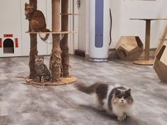 -楼上猫咖(罗湖店)