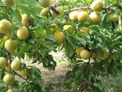 -庆岭迎宾园正宗活鱼馆