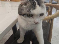 -喵园·猫主题咖啡厅·撸猫·猫咖(国贸店)