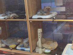-FAELING PETS美天灵宠物(富力广场店)