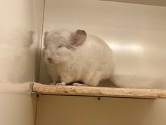 -龙猫仔乐园(惠福东路店)