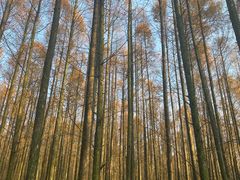 -山王坪喀斯特国家生态公园