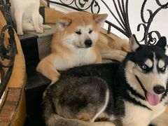 -喜柴咖啡·柴犬狗咖