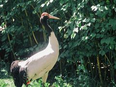 -青藏高原野生动物园