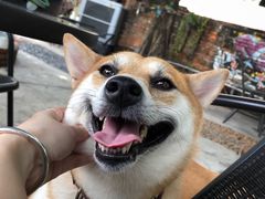 -柴犬高等学院·狗咖·柴犬售卖·宠物训练