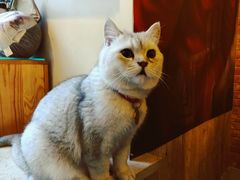 -名猫咖啡馆·撸猫·拼豆