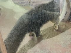 -深圳野生动物园