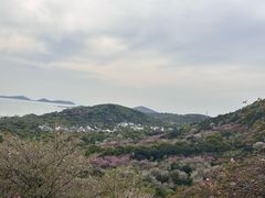 -香雪海