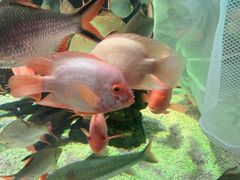 -太平洋海底世界