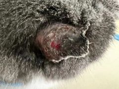 -创凡宠物医院·骨专科  猫科中心(西乡分院)