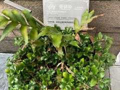 -广州神农草堂中医药博物馆