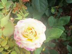 -桐园果汇(湖贝店)