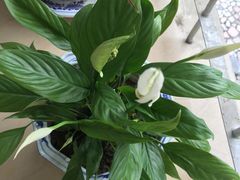 -西岭雪山大飞水景区