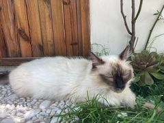 -喵屿·大理花园猫咖