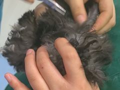 -佑安动物医院·全科·内窥镜中心(幸福巷店)