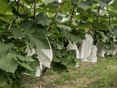 -马陆小张葡萄园农家乐