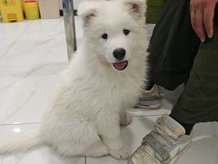 -艾吉宠物医院·疑难杂症转诊中心·猫友好(碧江路院)