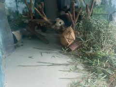 游乐设施-成都大熊猫繁育研究基地