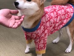 -逗柴咖啡屋·狗咖猫咖宠物桌游