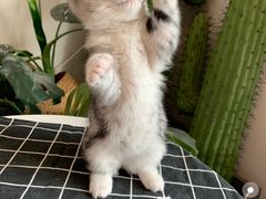 -喵zoo家庭繁育猫舍(尖东智能花园店)