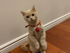 -东方名猫馆·英短金渐层布偶猫舍(环线广场1号楼店)