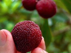 -东山风景区(洞庭东山)