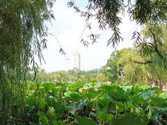 -翠湖公园