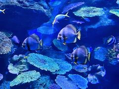 -暹罗海洋世界
