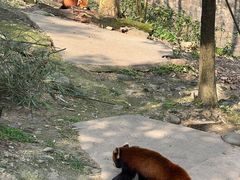 -都江堰中华大熊猫苑