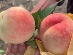 -老袁家蜜桃农场·阳山水蜜桃