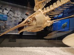 -贝林大翅鲸简餐厅(国家海洋博物馆店)