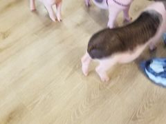 -浣熊柯尔鸭土拨鼠·电玩咖