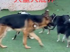 -汪说喵讲宠物乐园宠物酒店(红星美凯龙店)