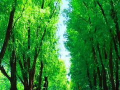 -翠湖国家城市湿地公园