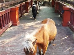 -清迈夜间动物园