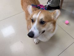 -宠福鑫动物医院(城北分院)
