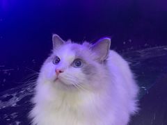 -极木²邸 人与宠物·互动社区