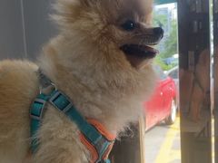 -东莞宠友24H宠物中心医院·转诊夜诊·异宠(新河北路院)