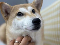 -翊宠yipet猫狗购宠庄园犬舍•猫舍