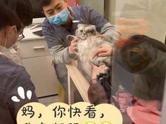 -伟伟宠物医院·瑞派猫友好医院·猫科(光谷店)