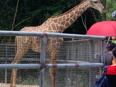 -泉州海丝野生动物世界